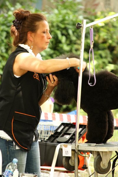 2012-07-01 B & B - Bedlington & Bichon Fun Day (54)_1000x1500.jpg